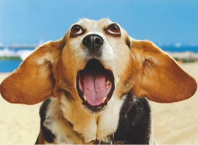 Собакен | Смешные фото собак, Смешная чихуахуа, Смешные фотографии животных