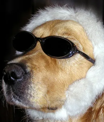 Смешные, лохматые, модные: самые популярные собаки Instagram