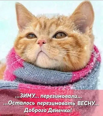 Дрессированный кот Вася, смешные видео с котами, кот говорит «мяу» - 29 мая  2022 - НГС24