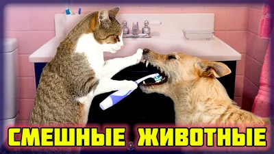 котє (прикольные картинки с кошками) / смешные картинки и другие приколы:  комиксы, гиф анимация, видео, лучший интеллектуальный юмор.