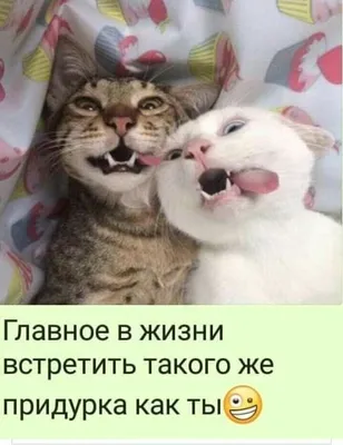 Приколы с животными | Страшная кошка, Милые щенки, Котята