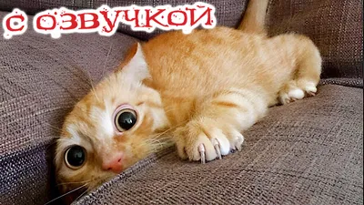 СмешныЕ ЖивотныЕ | ВКонтакте