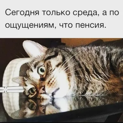 прикольные картинки и фото с животными | ВКонтакте