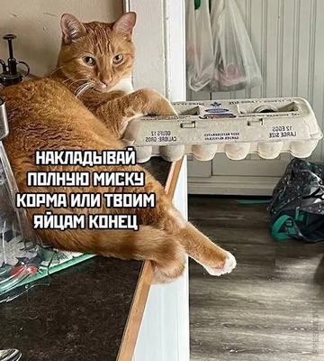 смешные картиночки животных с подписями | ВКонтакте