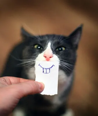 Смешные коты рисунки - 65 фото