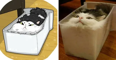 Кошка смешная рисунок (10 фото) » Рисунки для срисовки и не только