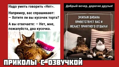 Новый Год :: шерстяной пидорас :: место преступления :: елка :: праздник ::  котик / смешные картинки и другие приколы: комиксы, гиф анимация, видео,  лучший интеллектуальный юмор.