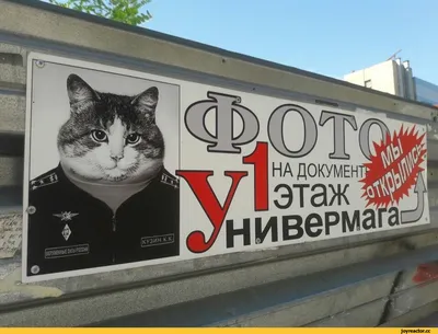 смешная реклама :: котэ (прикольные картинки с кошками) / смешные картинки  и другие приколы: комиксы, гиф анимация, видео, лучший интеллектуальный  юмор.