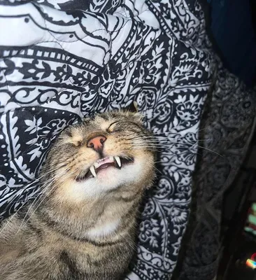 10+ фото котов, которых поймали в самый смешной момент их жизни