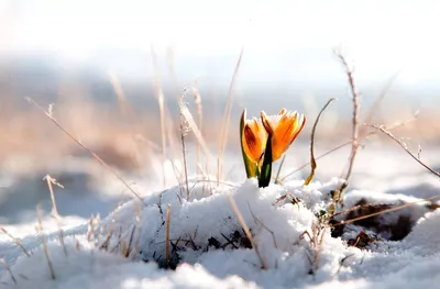 весна в горах фото красивые природа снег тает: 11 тыс изображений найдено в  Яндекс.Картинках | Winter flowers, Winter nature, Nature wallpaper