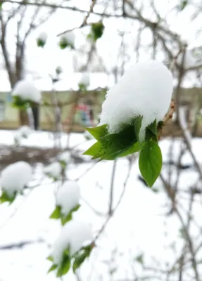 Зима весной | Пикабу