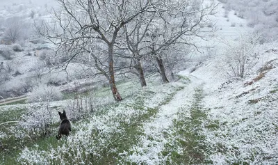 24 мая в Украине выпал снег (ФОТО) | Портал Акцент