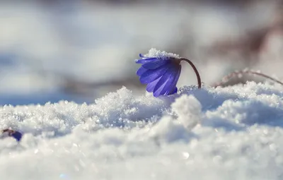 Весна в зиме открытка, снег, зимний…» — создано в Шедевруме
