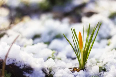 Весенний снег... Фотограф Magov Marat