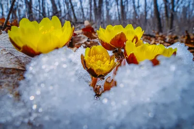 Снег весной талые воды на большом поле Стоковое Изображение - изображение  насчитывающей растаяно, снежок: 171245619