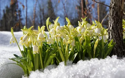 Скачать 1280x720 подснежники, снег, весна, цветы, стебель обои, картинки  hd, hdv, 720p