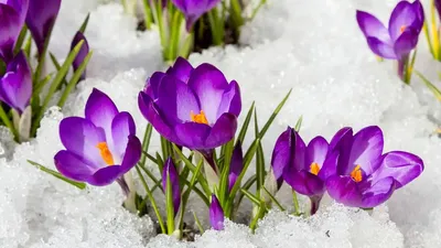 Весна – это самое прекрасное время года. Юмор. | Пасека Николаича. | Дзен