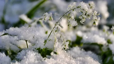 Аномалии погоды в Крыму: весенние цветы в снегу