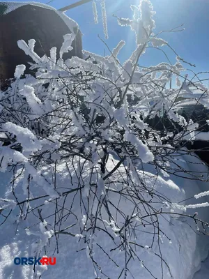 Первые Весенние Фиалки Цветут Под Снегом Ранней Весной — стоковые  фотографии и другие картинки Снег - iStock