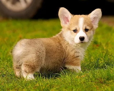 симпатичная мордашка маленькой, рыженькой собачки породы померанский шпиц  Stock Photo | Adobe Stock