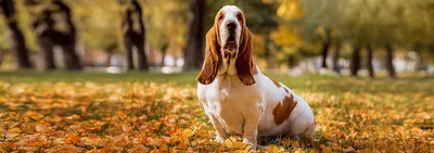 Бассет-хаунд - описание породы собак: характер, особенности поведения,  размер, отзывы и фото - Питомцы Mail.ru