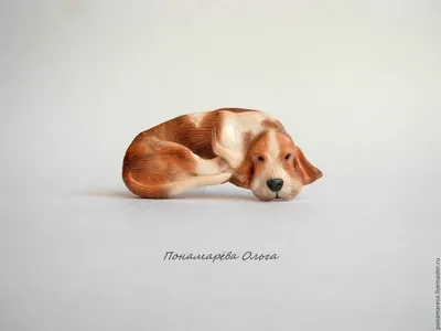Собака бассет-хаунд | Премиум Фото