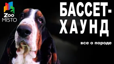 Картина «Бассет хаунд собака», Людмила Рябкова