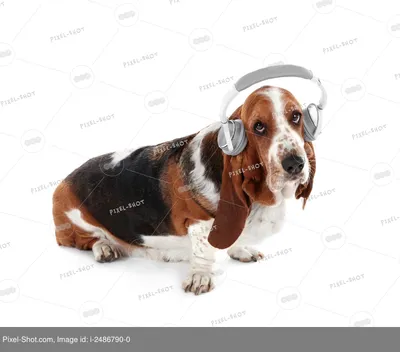 Бассет-хаунд – фото собаки, описание характера ...