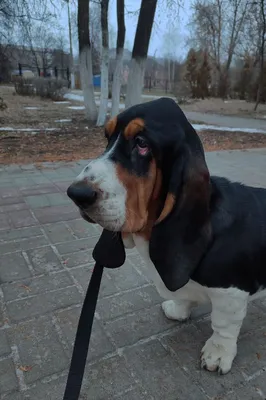 Brindle Мягкая плюшевая игрушка реалистичная собака Бассет Хаунд