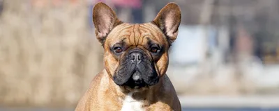 Французский бульдог: описание породы, все о собаке, фото