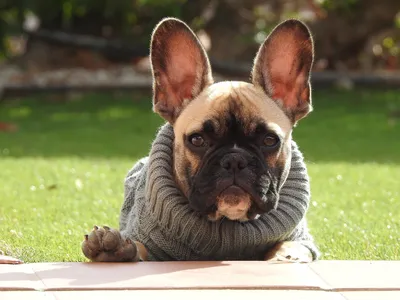 Собака французского «бульдог» изолировал Стоковое Фото - изображение  насчитывающей никто, любимчик: 164676028