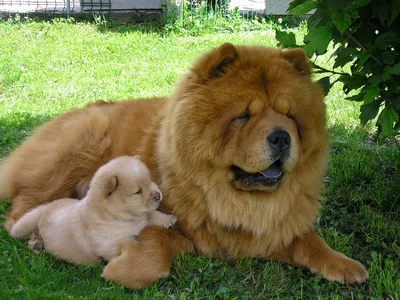 Чау-чау чистокровная собака коричневого окраса | Премиум Фото