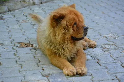 Чау-чау — описание породы собаки от А до Я