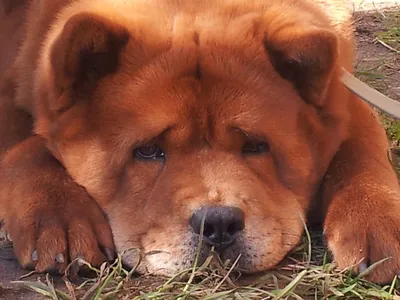 Чау-чау: характер, внешность, 🐕 окрасы, уход, содержание, питание