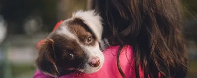 Как нарисовать СОБАКУ, Урок рисования для детей от 3 лет - YouTube