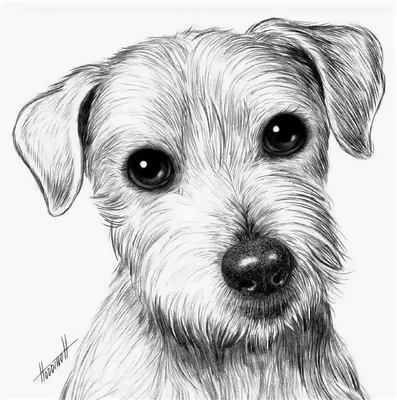 Рисунки собак карандашом для срисовки - 46 фото