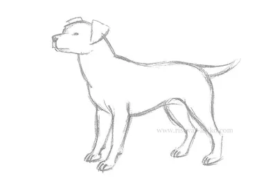 Рисунки для срисовки карандашом 🥝 очень простые и крутые, чтобы легко  срисовывать | Cute animal drawings, Cute dog drawing, Cartoon drawings of  animals
