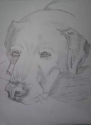 Рисунки на Новый год Собаки 2018: карандашом своими руками | Год Жёлтой  Земляной Собаки