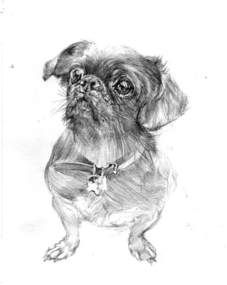 Рисуем собак карандашом пошагово DragoArt