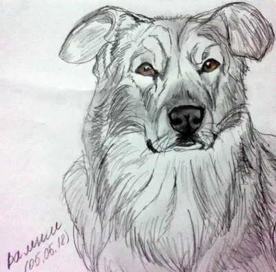 Собака карандашом | Humanoid sketch, Art
