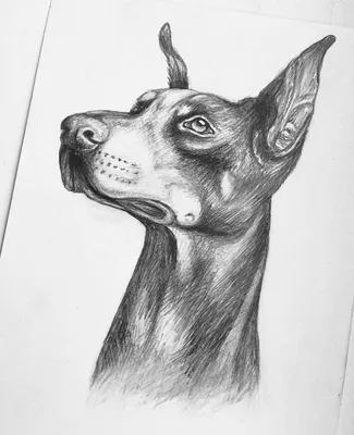 Собака, набросок карандашом | Пикабу