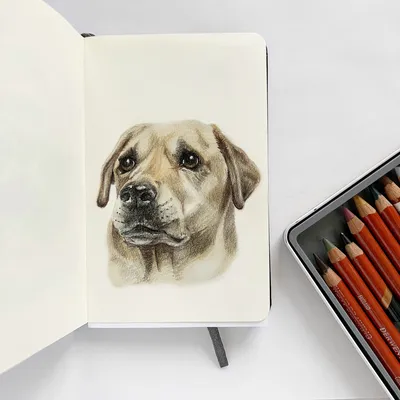 Рисунок собаки карандашом для срисовки (30 фото) 🔥 Прикольные картинки и  юмор