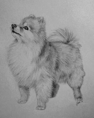 Рисунок собаки карандашом для детей цветной - 47 фото