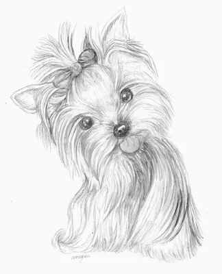 Как нарисовать собаку карандашом. Акита-Ину - YouTube