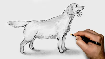 Собака рисунок карандашом | Рисунок карандашом, Собаки, Рисунок