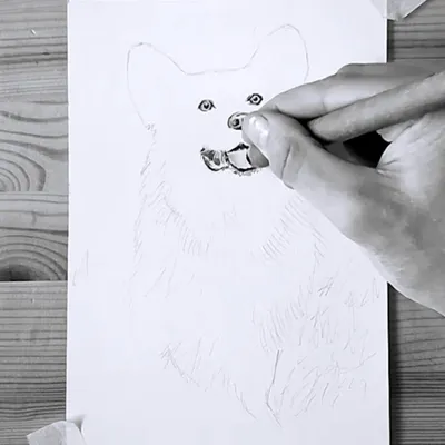 рисунки карандашом животные собаки: 2 тыс изображений найдено в Яндекс  Картинках