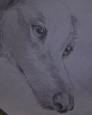 How to draw a dog - YouTube