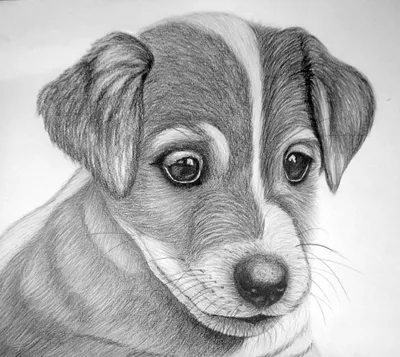 Как нарисовать собаку карандашом - поэтапный обучающий урок. | Рисовать,  Рисунки, Милые рисунки