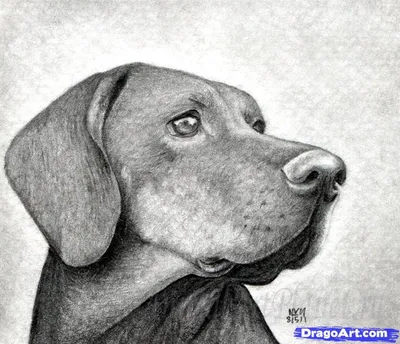 Как нарисовать простым карандашом собаку корги поэтапно. | Авдеев рисует |  Дзен