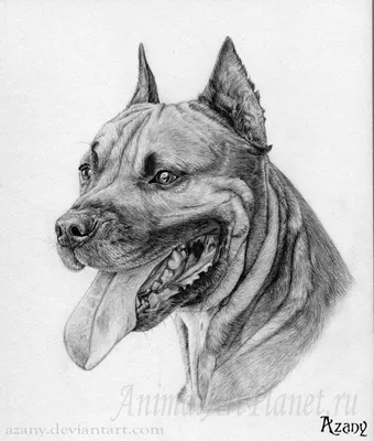 Рисунок карандашом собака очень …» — создано в Шедевруме